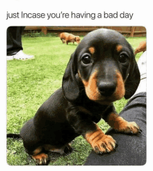 a black and brown dachshund puppy is sitting on a person 's lap and looking at the camera .