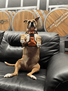 a dog sits on a couch in front of barrels that say cabernet