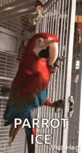 a red and blue parrot in a cage with the words parrot ice written on the bottom