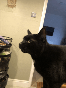 a black cat is standing in front of a basket of laundry