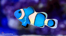 a blue and white clown fish is swimming in a tank with a fish parenting logo in the background