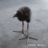 a small black bird with a white beak is standing on a gray surface