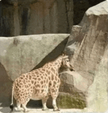 a pregnant giraffe is standing next to a large rock .