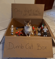 a cat sits in a cardboard box with dumb cat box written on it