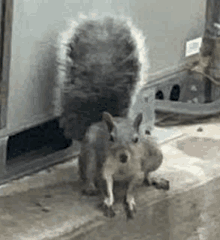 a squirrel is sitting on a counter next to a refrigerator and looking at the camera .