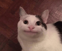 a white and black cat is making a funny face while looking up at the camera .