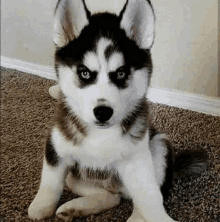 a husky puppy is sitting on the floor with a serious look on its face .