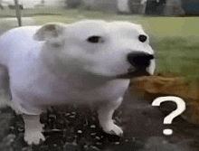 a white dog with a question mark on its face is standing on the ground .