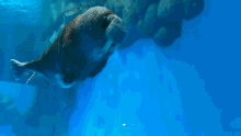 a seal with a long tail is swimming in a blue tank