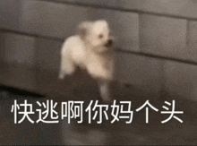 a small white dog is running in front of a wall with chinese writing