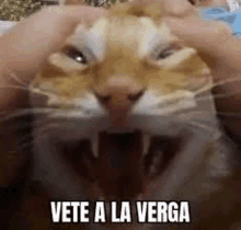 a close up of a cat with its mouth open and the words vete a la verga .