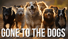 a bunch of dogs running with the words gone to the dogs