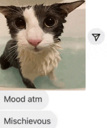 a black and white cat in a bathtub next to a text that says mood atm