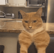 an orange and white cat is sitting on a chair in front of a kitchen counter