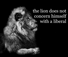 a black and white photo of a lion with a quote that says the lion does not concern himself with a liberal