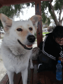 a white dog is standing on a wooden picnic table with a bottle of water