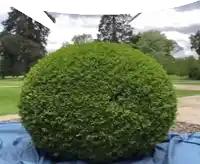 a large green bush is sitting on a blue tarp