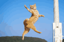 a cat is jumping in the air with its paws outstretched