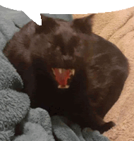 a black cat laying on a blanket with its mouth wide open