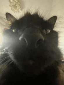 a close up of a black cat 's face with a blurred background