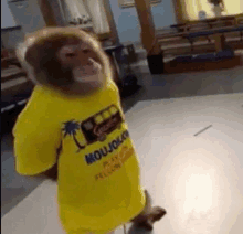 a monkey wearing a yellow t-shirt is standing on a table .