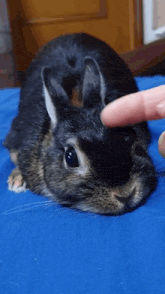 a person is petting a small black rabbit with their finger
