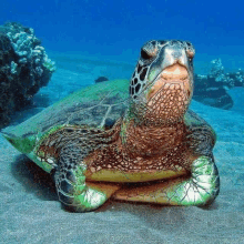 a sea turtle is laying on its back on the sand