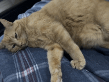 a cat is laying on a blue plaid blanket