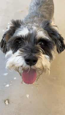 a small black and white dog with its tongue out