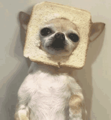 a small chihuahua with a slice of bread on its head