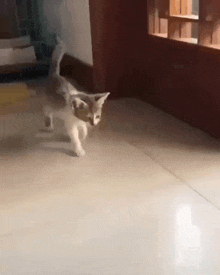 a cat is running across a tiled floor in a room .