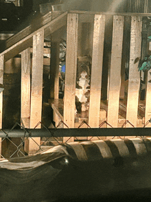 a dog in a wooden cage behind a fence