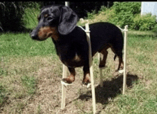 a black and brown dachshund is standing on a set of wooden poles in the grass .