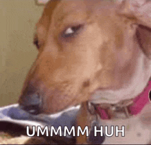 a brown dog with a pink collar is eating from a bowl and says ummm huh .