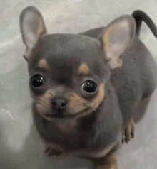 a small gray and brown chihuahua dog is standing on a white surface and looking at the camera .