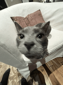 a cat laying on a white couch with a brown pillow