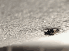 a fly is laying on a gray surface