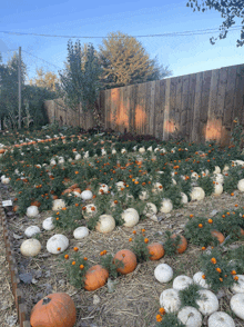 a bunch of pumpkins are growing in a field