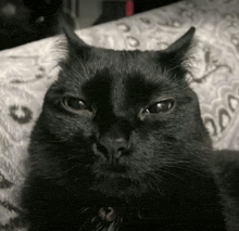 a black cat is laying on a bed with a white blanket