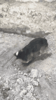 a black and white dog is running on a dirt path