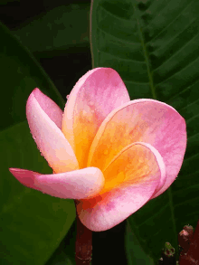 a close up of a pink flower with yellow center