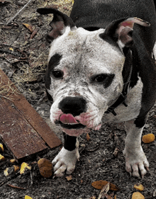 a black and white dog sticking its tongue out looking at the camera