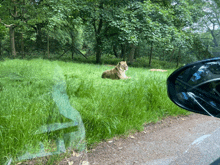 a lion is laying in the grass near the side of a road