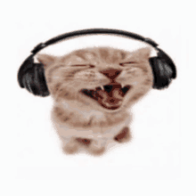 a kitten wearing headphones with its mouth open is laughing .