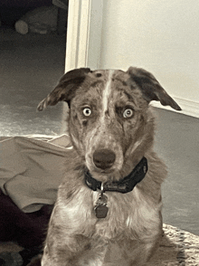 a brown and white dog wearing a black collar with a tag that says ' a ' on it