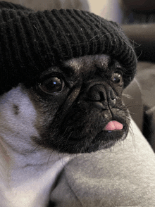 a pug dog wearing a black knitted hat sticking out its tongue