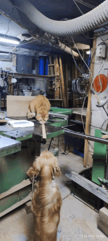 a dog standing next to a cat in a workshop with the date 15.12.2021