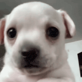 a small white puppy is looking at the camera with a sad look on his face .