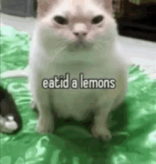 a white cat is sitting on a green blanket with the words `` eatid a lemons '' written on it .