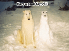 two white dogs are sitting in the snow with the words have a good day y'all on the bottom